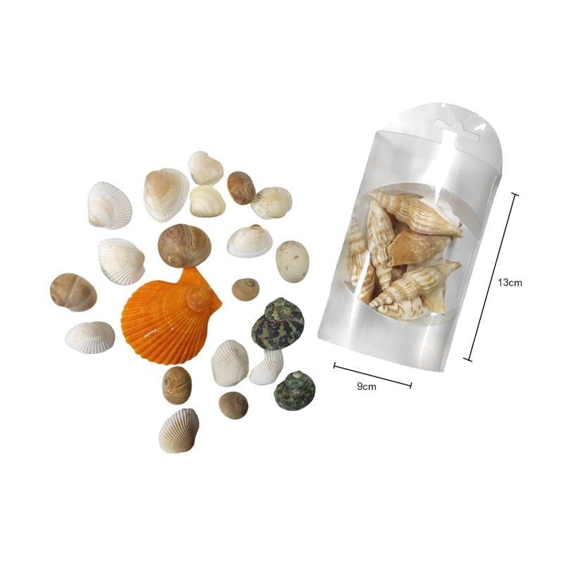 Διακοσμητικά κοχύλια σε κουτί 1τμχ - Shell decoration - Image 2