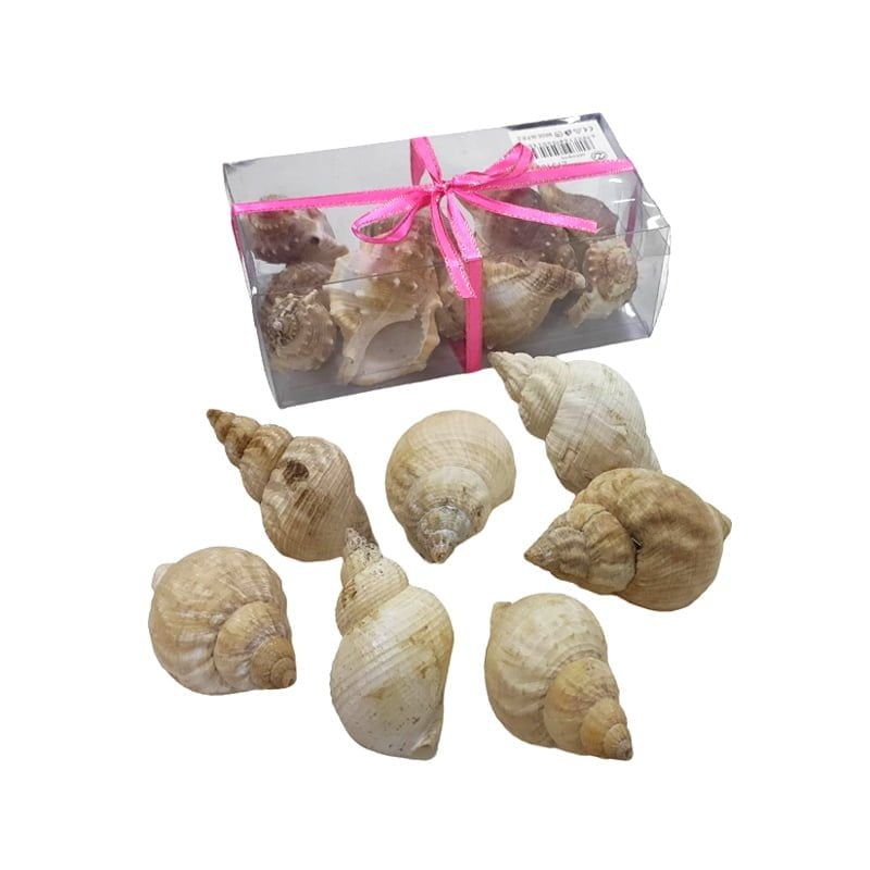 Διακοσμητικά κοχύλια σε κουτί 1τμχ - Shell decoration - sukki.gr